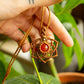 Aurora • Carnelian Macrame necklace